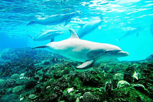 Underwater view of Dolphins Swimming