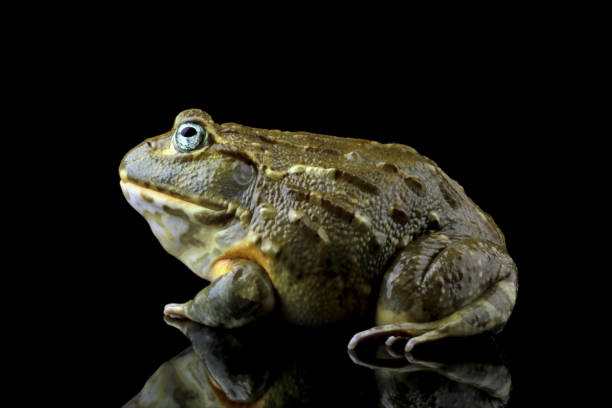 istock African giant bullfrog, (Pyxicephalus adspersus) 1690872240