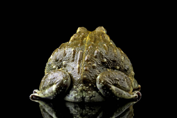 istock African giant bullfrog, (Pyxicephalus adspersus) 1690872770