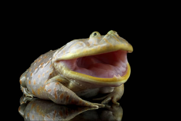 istock freddy krueger frogs, Lepidobatrachus laevis 1690872790