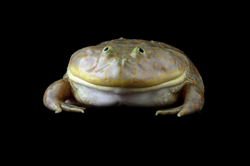 freddy krueger frogs, Lepidobatrachus laevis