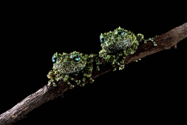 Vietnamese mossy frog on branch