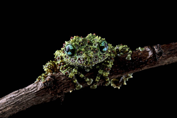 istock Vietnamese mossy frog on branch 1690873338
