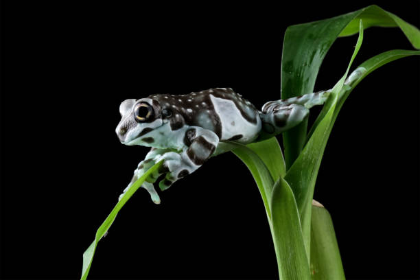 istock The Amazon milk frog on a leaves, (Trachycephalus resinifictrix) 1690873856