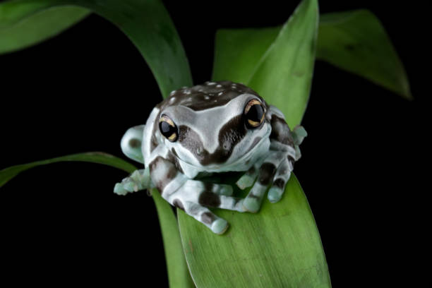 istock The Amazon milk frog on a leaves, (Trachycephalus resinifictrix) 1690873859