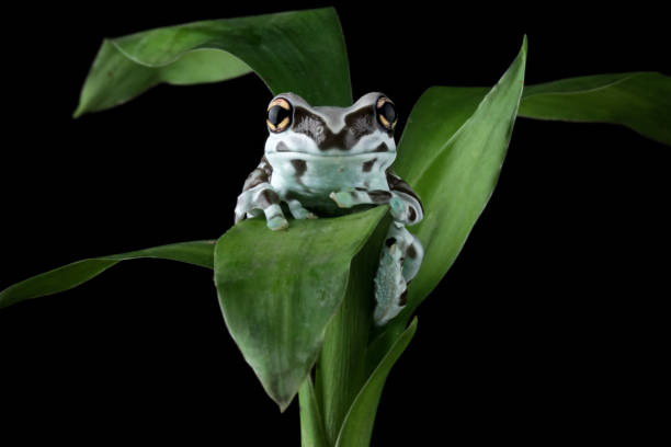 istock The Amazon milk frog on a leaves, (Trachycephalus resinifictrix) 1690873867