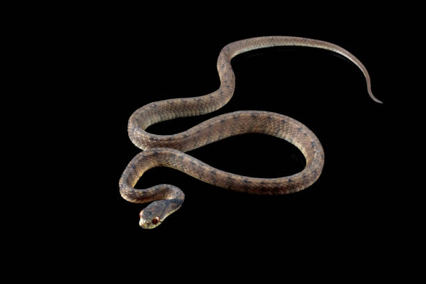 istock slug-eating snake isolated on black 1690874437