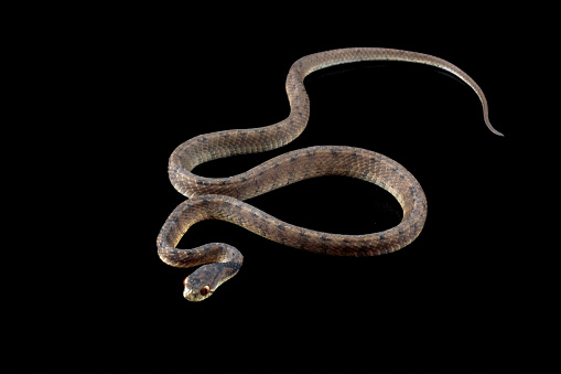 Pareas carinatus, a snail-eating snake
