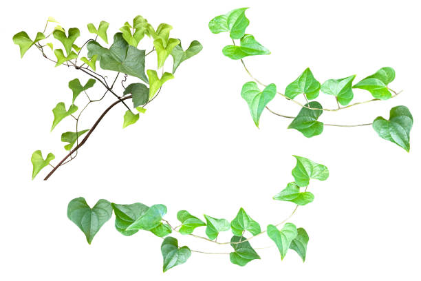 istock Cutout image of green leaf (white background) 1690874457