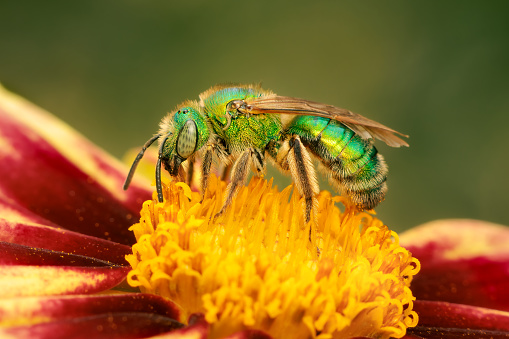 small green sweat bee gathering pollen in a coreopsis flower with blurred background and copy space