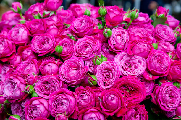 istock close-up roses texture natural top view 1690894673