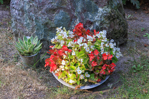 Grave with bowl and colorful begonia plants and socculent plant, at graveyard in Marum in municipality Westerkwartier in Groningen province the Netherlands