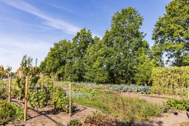 istock Allotment garden Marum the Netherlands 1690894772