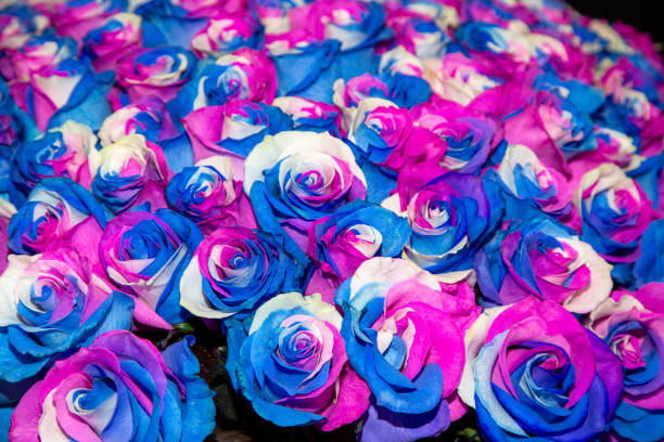 istock close-up roses texture natural top view 1690898527