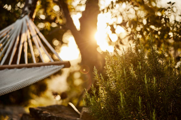 istock View from the hammock, enjoying the sunset in the afternoon. 1690900671