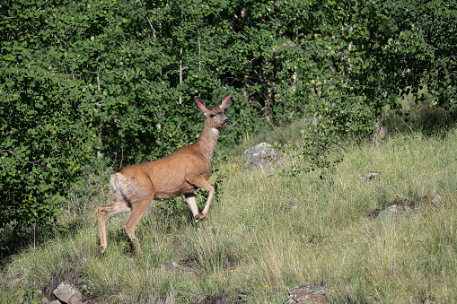 Doe deer running in southwest Colorado, in western USA of North America.