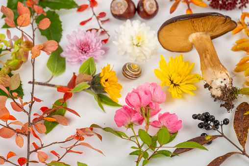 Autumn decoration from plants, mushrooms, flowers and leaves on white