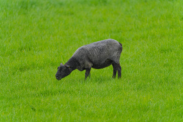 A series of photos of lamb and sheep