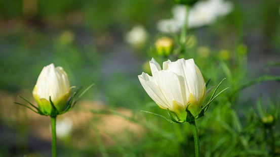 Unbloomed white cosmos flowers in an outdoor garden with green leaves in the background.