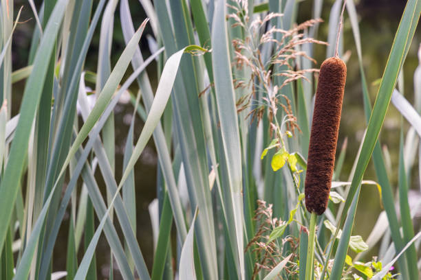 istock Closeup of Cattail 1690921155