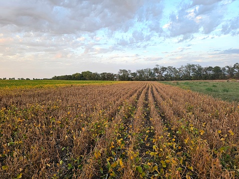 Irrigated soybean crop growing in the midwest