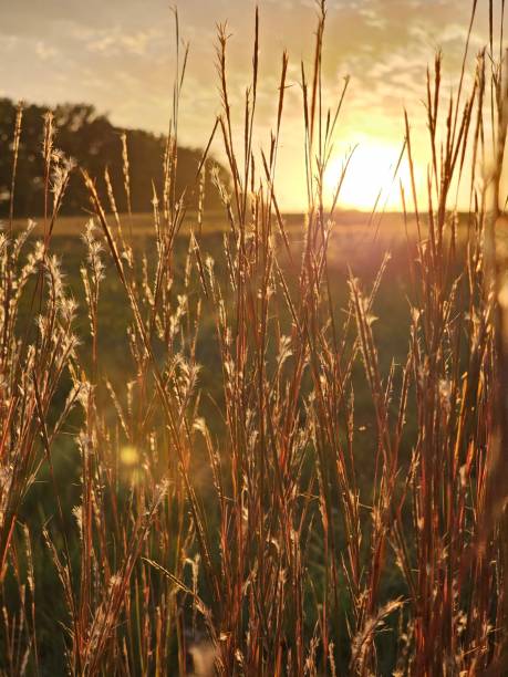 istock Rye grass glowing in the field at sunset 1690921281