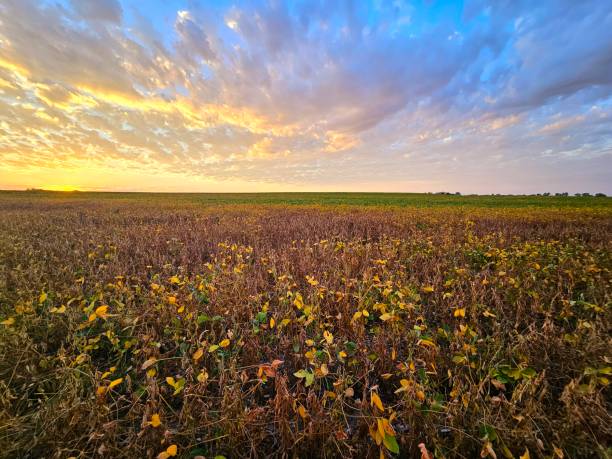 istock Nebraska soybean field landscape at sunset 1690921311