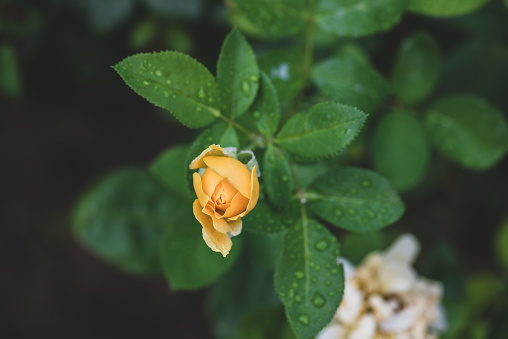 Yellow rose getting wet by rain