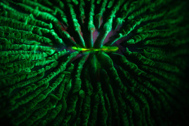 istock Fluorescent Coral on Reef in Indonesia 1690921435