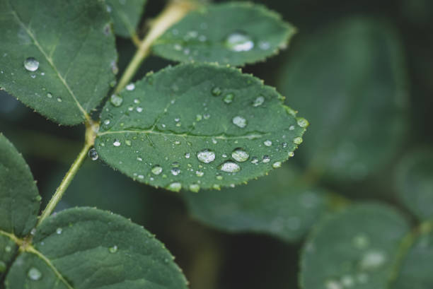Close-up of fresh leaves with raindrops