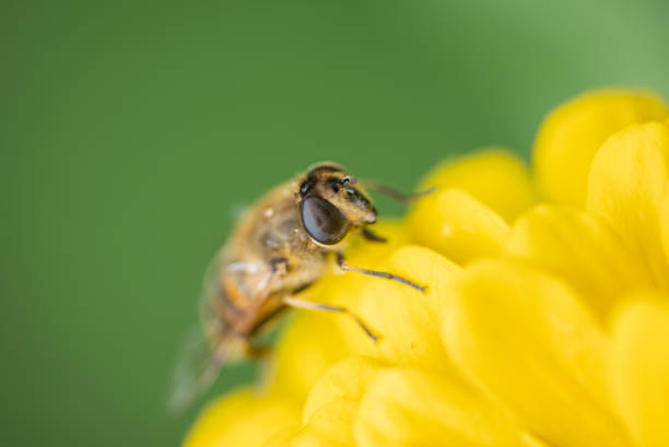 Bumblebee on a yellow flower collects pollen, selective focus