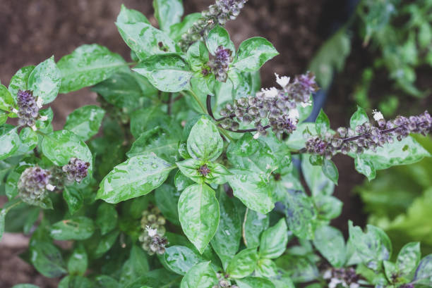 Basil herb and tomato bushes in garden in rain