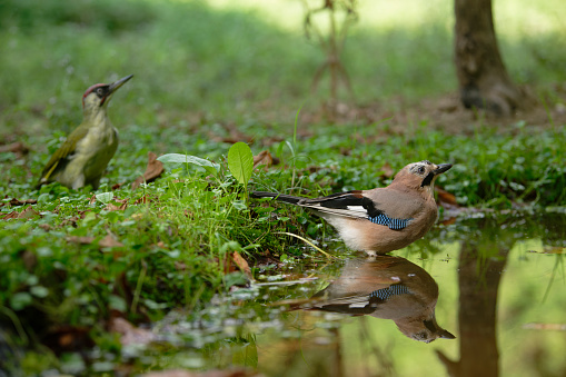 Eurasian Jay taking a bath, in the background you can see a green woodpecker