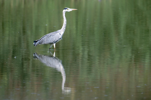 Gray heron mirrored
