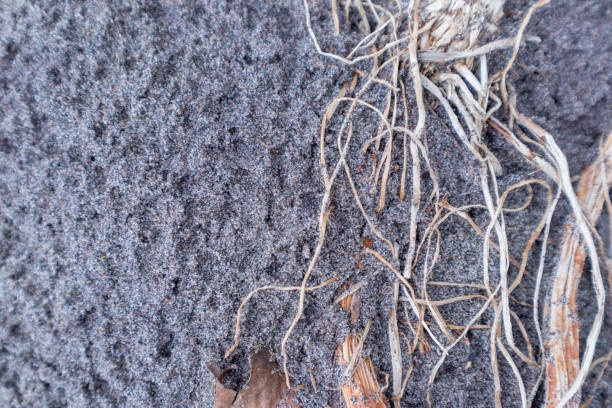 istock Roots in the sand after rain 1690924634