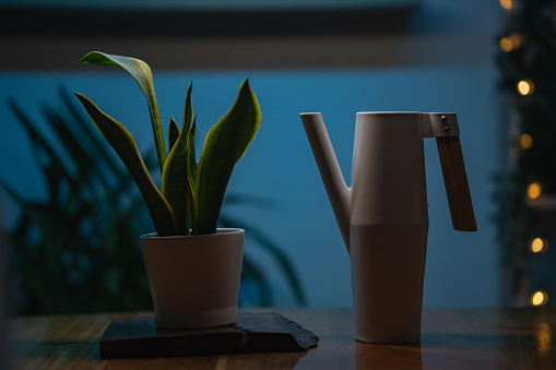 Modern watering can next to a houseplant on the table at home.