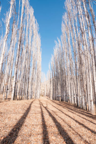 Poplar trees and path with leaves at winter season