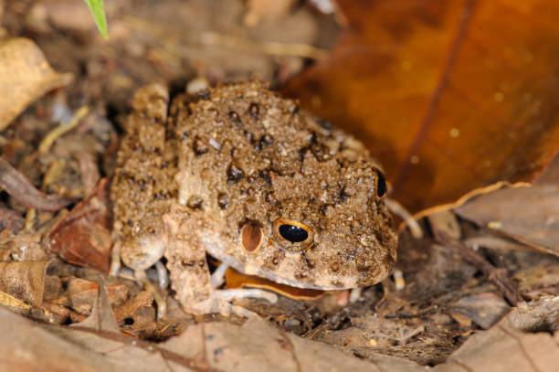 istock Common Big-headed Frog - Oreobates quixensis in Manu national park, Peru 1690928727