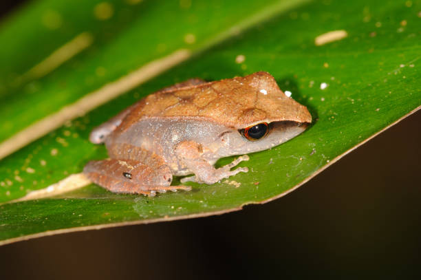istock Robber Frog - Pristimantis sp. in Manu National Park, Peru 1690928736