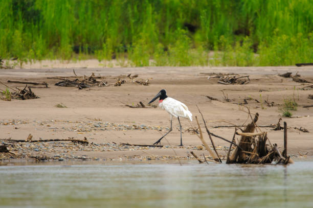 페루 마누 국립 공원의 jabiru mycteria 황새 - saddle billed stork 뉴스 사진 이미지