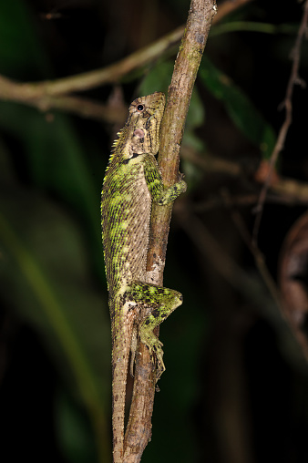 Blue-Lipped Tree Lizard -  Plica umbra in Manu Nationla Park, Peru