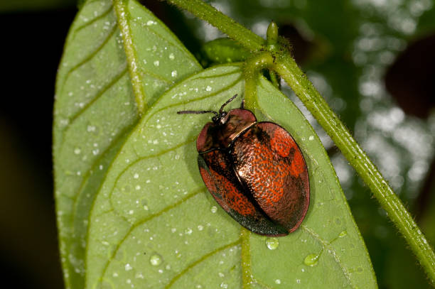 istock Tortoise beetle on a leaf in Manu national park, Peru 1690928794