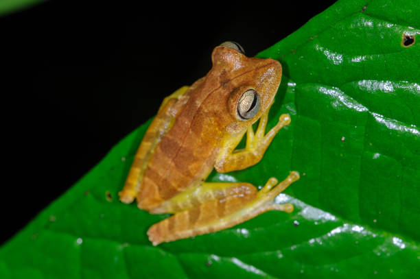 istock Map Tree Frog - Boana geographica in Manu National Park 1690928799