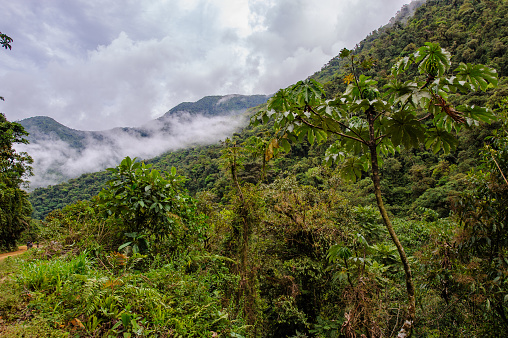 Cloud forest in Manu national park, Peru