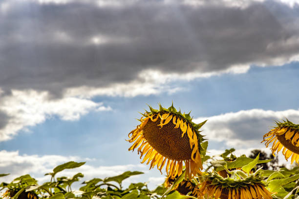 Single big yellow sunflower The background is a sky with white clouds. Sunflowers symbolize hope.