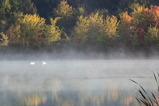 Swans in the morning mist in early autumn. The water temperature is warmer than the air so we have mist in the morning as the weather is turning colder. And the leaves on the trees are turning color.