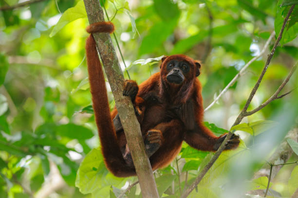 istock Red Howler Monkey - Alouatta seniculus in Tambopata National Reserve, Peru 1690928861