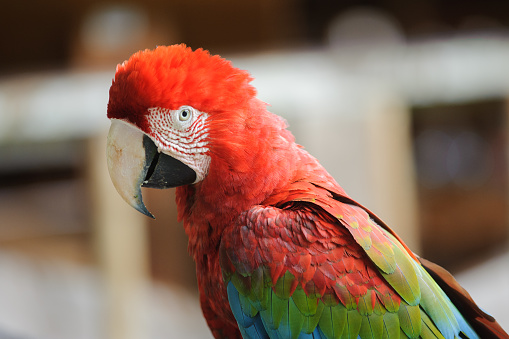 close-up of a great green macaw (Ara ambiguus) also known as Buffon's macaw or great military macaw with food in beak