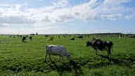 istock Dutch cows and skies. 1690930688