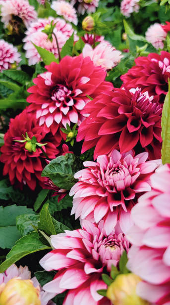istock A symphony of dahlias 1690931259